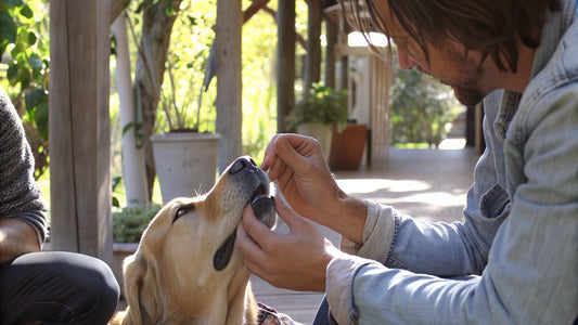 10 Best Nose Balm for Dogs to Protect and Moisturize
