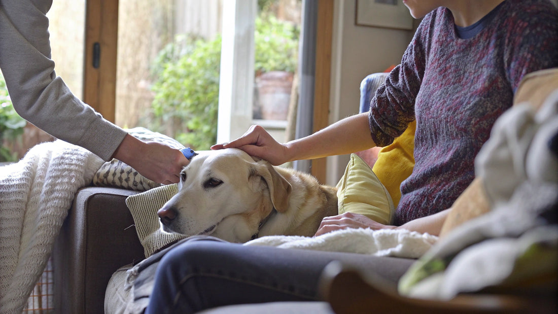 Best Flea Treatment: Compare Options for Your Pet's Needs