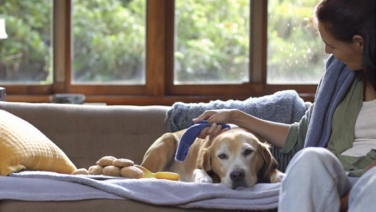 4 Steps to Use Dog Ear Cleaner Effectively