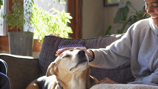 Best Dog Allergy Medicine: Compare Treatments and Side Effects