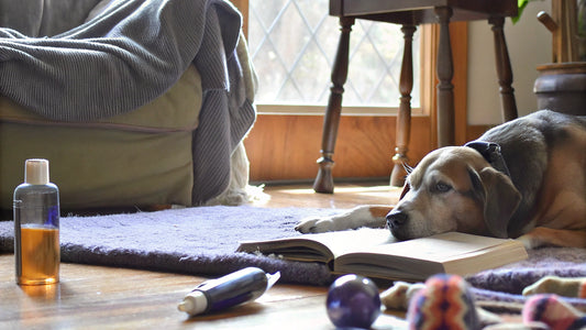 Top 6 Best Anti-Chew Sprays for Dogs in 2025