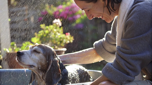 7 Dog Flea Shampoo Options for Natural Pest Control