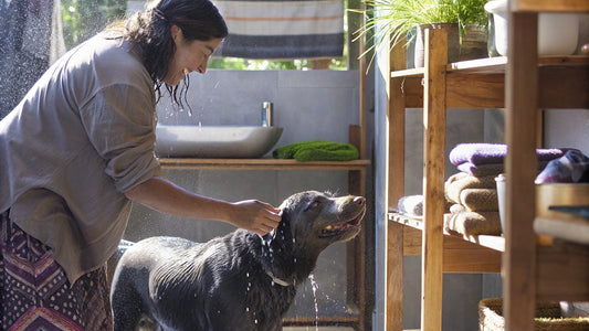 10 Best Flea Shampoo Options for Natural Pet Care