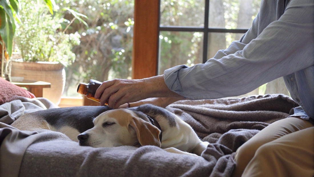 8 Best Dog Hot Spot Sprays for Sensitive Skin Relief