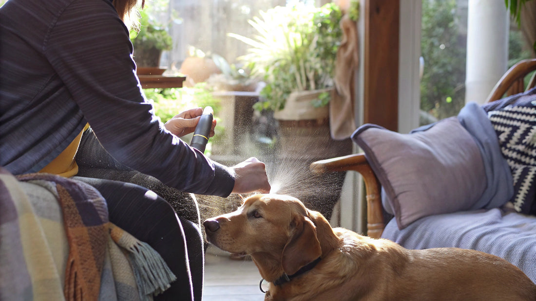 Best Flea and Tick Spray for Dogs: A Comparative Review