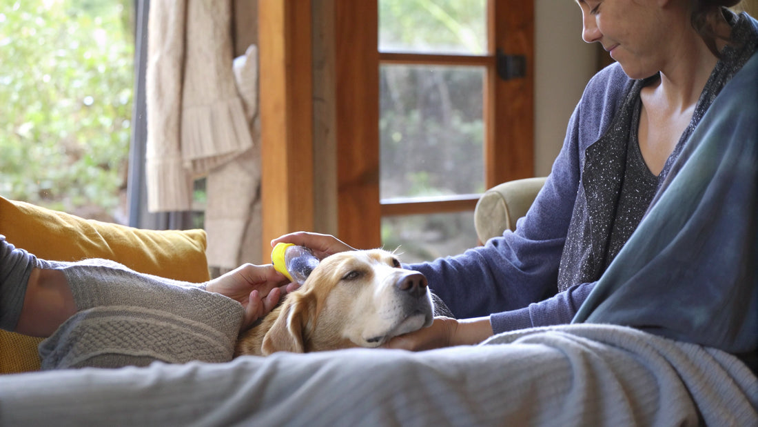 Natural Hot Spot Creams for Dogs: Compare Top Options