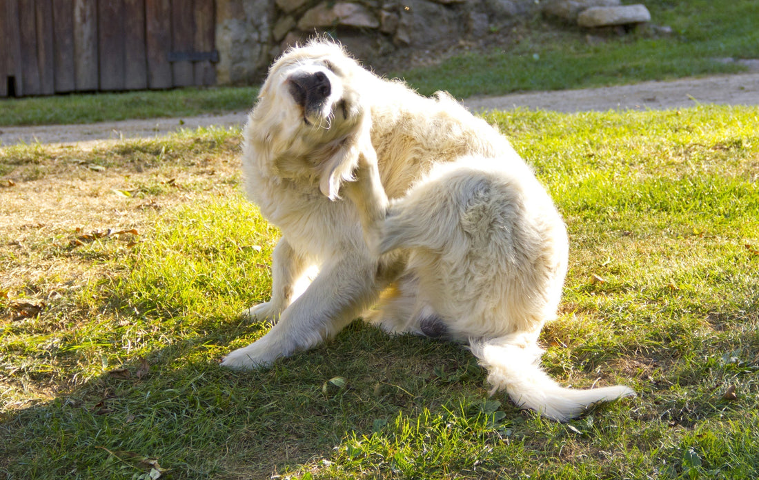 Itchy Ears in Dogs: Causes & Natural Treatment Options