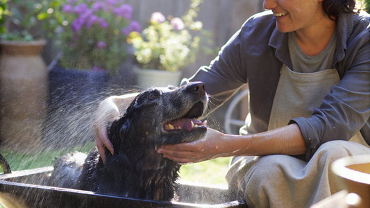 Understanding the Best Flea and Tick Shampoo for Dogs
