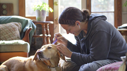 8 Best Ear Cleaners for Your Pet's Health and Comfort