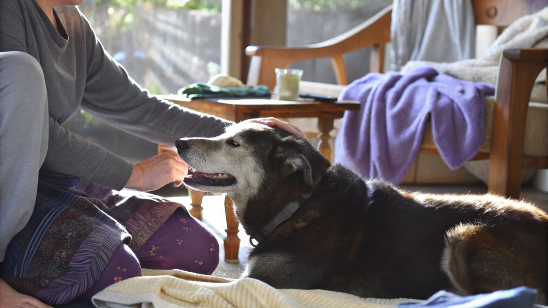 5 Steps to Find the Best Flea Treatment for Your Pet
