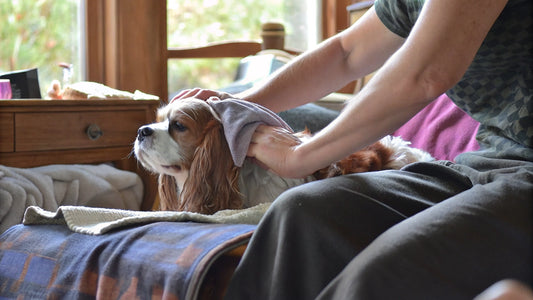 Dog Swollen Anus Treatment at Home: Step-by-Step Care Guide