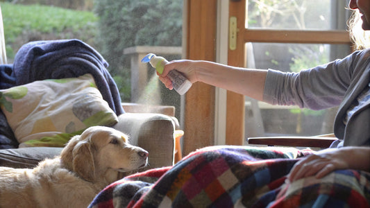 7 Home Flea Spray Solutions for Safe Pet Care