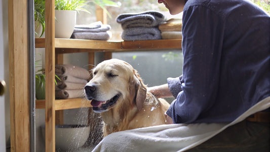 10 Best Dog Shampoos for Allergies: Natural Relief Options