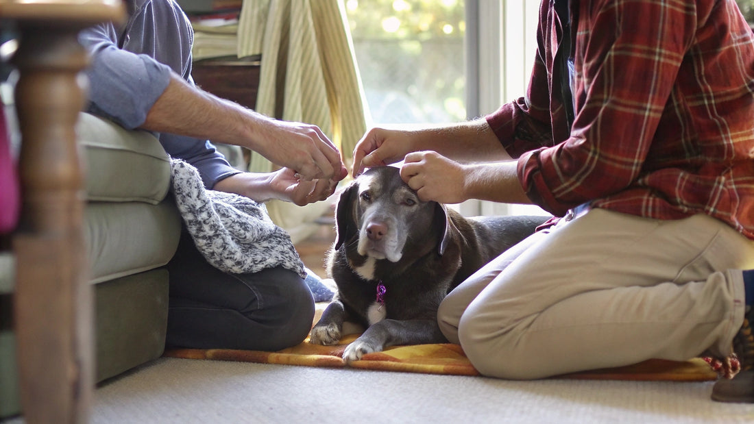 7 Essential Dog Ear Cleaner Solutions for Healthy Ears