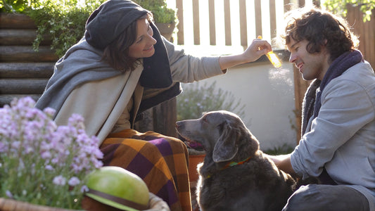 10 Natural Bug Repellents for Dogs You Can Make at Home