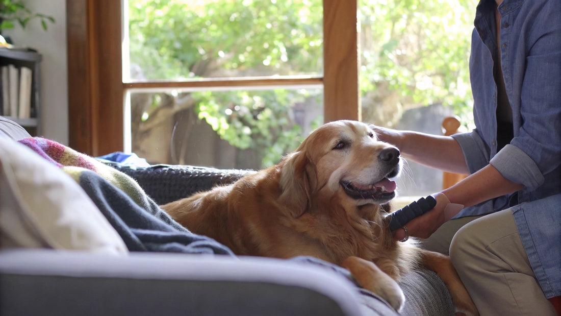 10 Benefits of Using Dry Shampoo for Dogs