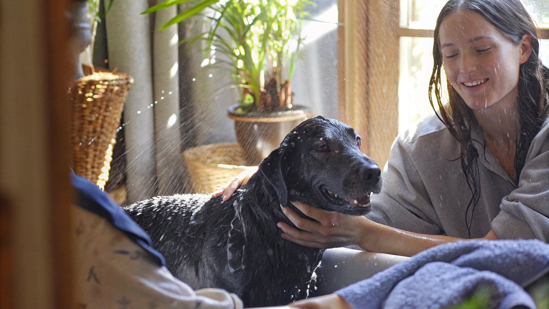 10 Best Dog Flea Shampoo Options for Natural Care