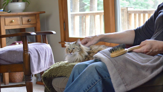 10 Effective Cat Hairball Medicines for Happy Pets