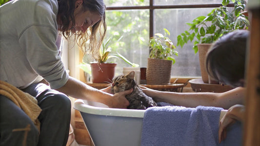 Flea Shampoo for Cats: Natural vs. Chemical Options Explained