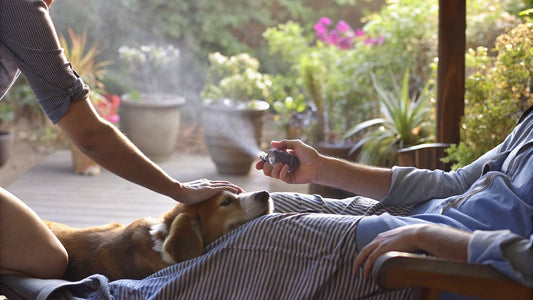 Dog Safe Mosquito Repellent: Natural vs. Chemical Options Explained