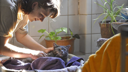 What is a Flea Dip for Cats? Benefits and Safety Explained