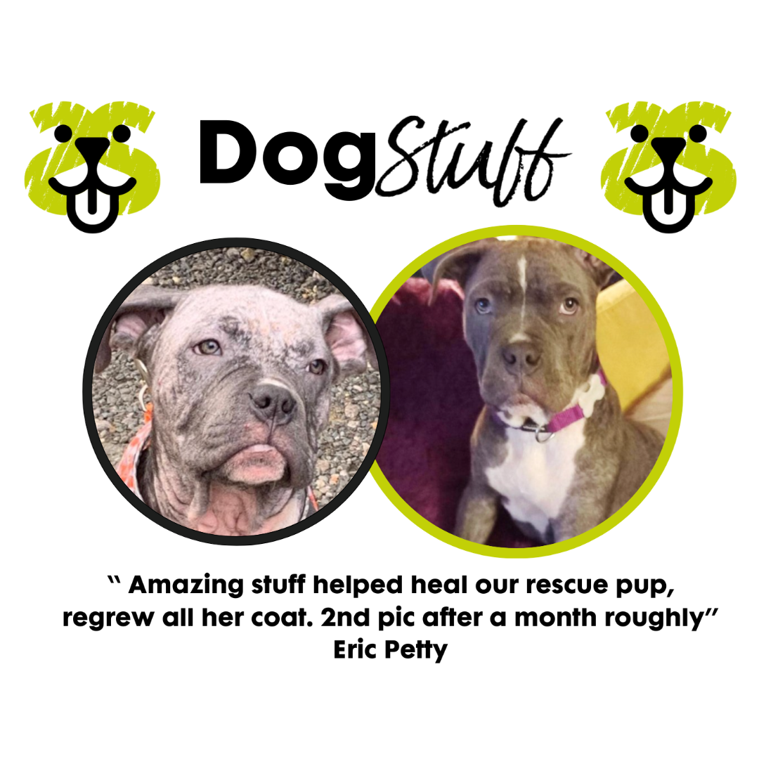 Two dogs with 'Dog Stuff' branding and a testimonial quote.