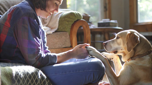 7 Essential Facts About Interdigital Cysts in Dogs