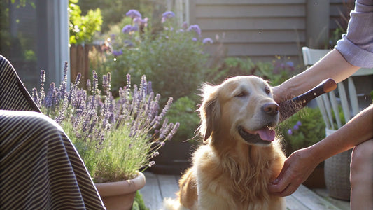 Safe Flea Killer for Your Yard: Protect Pets Effectively