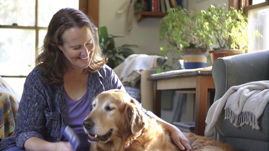 4 Essential Dog Dandruff Shampoo Comparisons for Pet Owners