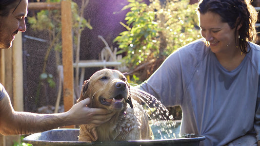 10 Benefits of Antibacterial Shampoo for Dogs You Need to Know