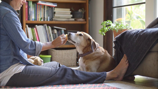 Choose Vet Recommended Dog Treats for Your Pet's Health