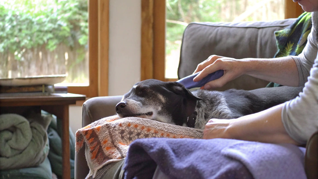 What Allergy Medicine Is Safe for Dogs? A Complete Guide