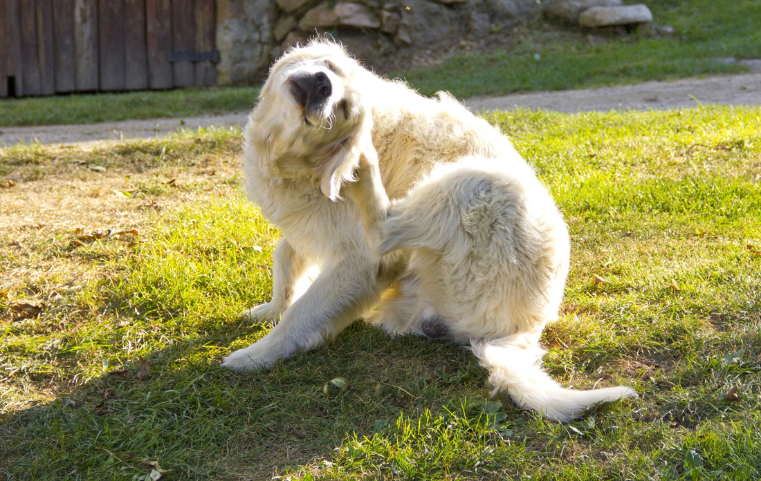 Natural Dog Skin Care: Relieve Itching, Allergies & Yeast Infections with Dog Stuff & Food Stuff by Stinky Stuff.