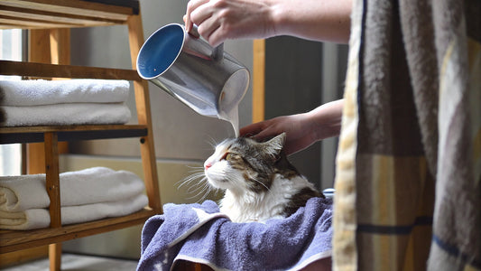 How to Give Your Cat a Flea Bath: Step-by-Step Guide