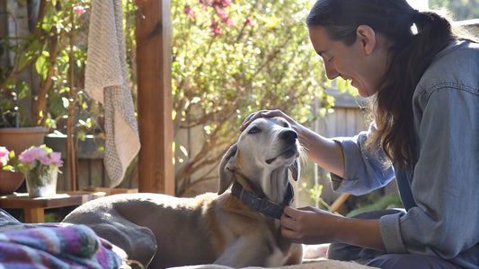 Comparing Tick Collar for Dogs: Natural vs. Chemical Solutions