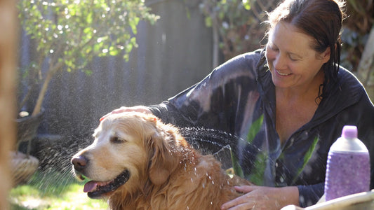 10 Best Shampoos for Dogs with Allergies in 2025