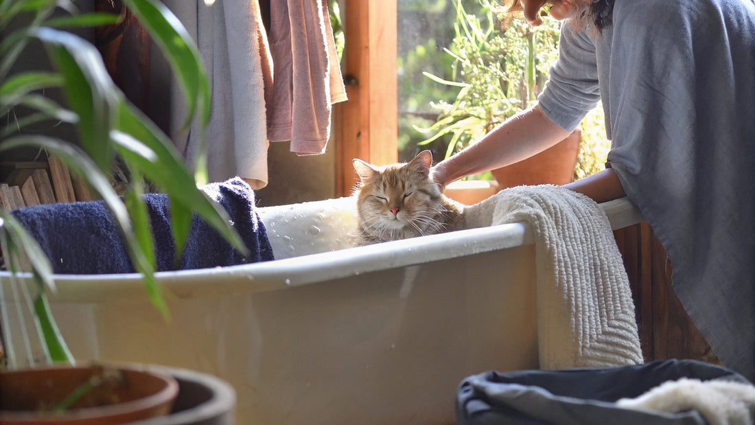 10 Effective Cat Flea Shampoo Solutions for Natural Care