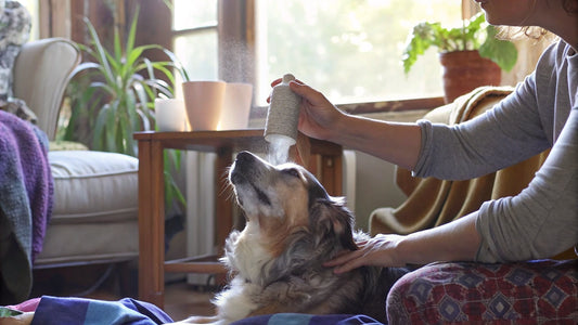7 Benefits of Using Dry Shampoo for Dogs