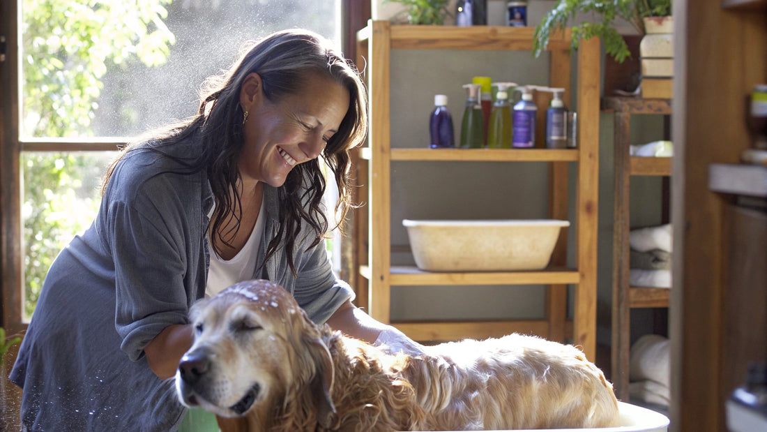 How to Use Dog Oatmeal Shampoo: A Step-by-Step Guide