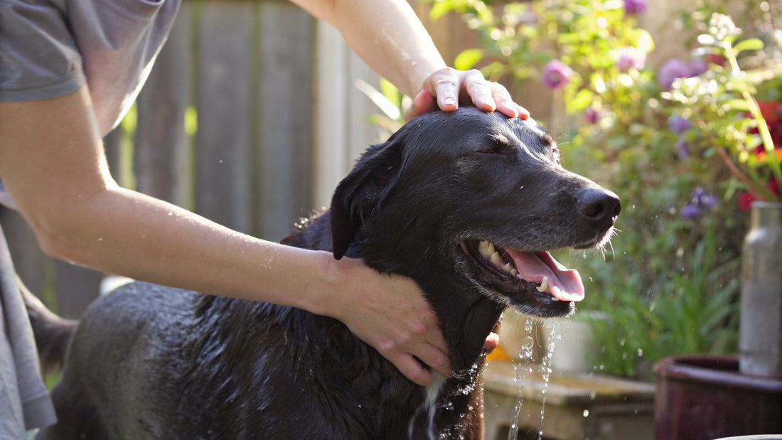 10 Best Seborrhea Dog Shampoos for Healthy Skin Relief