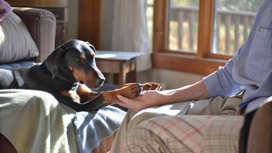 Treating a Cyst on Your Dog's Paw: Step-by-Step Guide