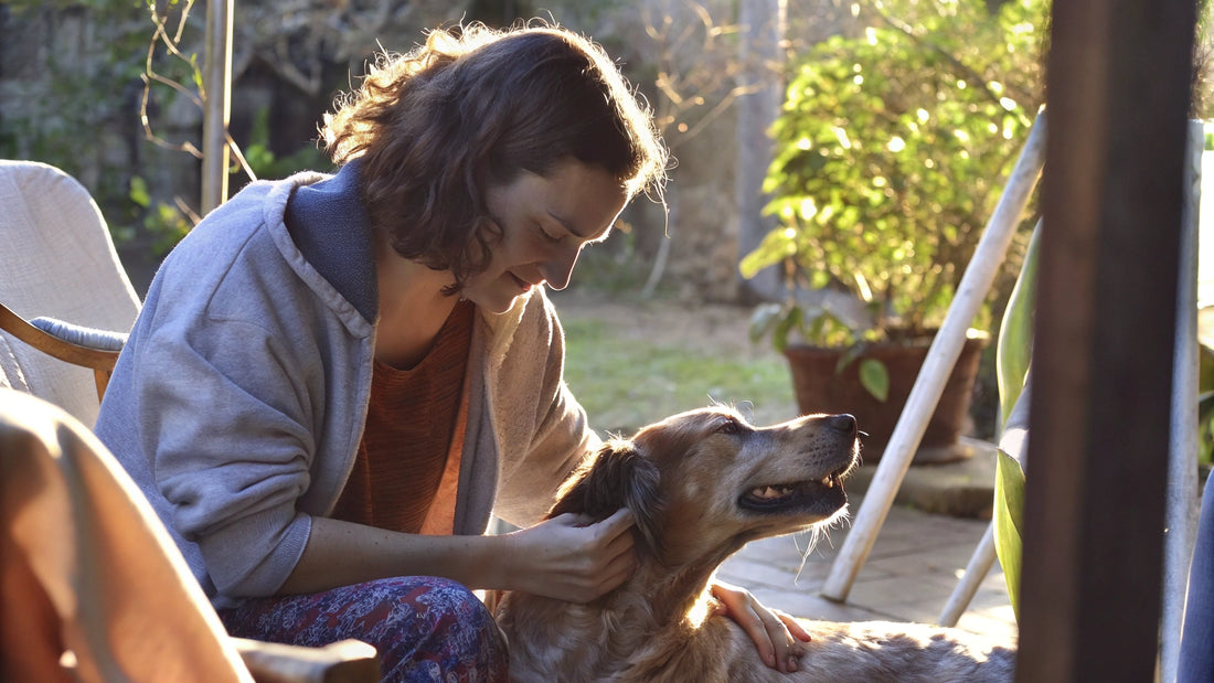 Dog Swollen Anus Treatment at Home: Step-by-Step Guide