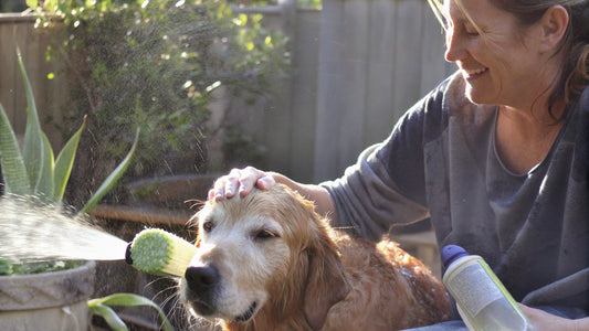 10 Best Dog Allergy Shampoos for Itch-Free Skin