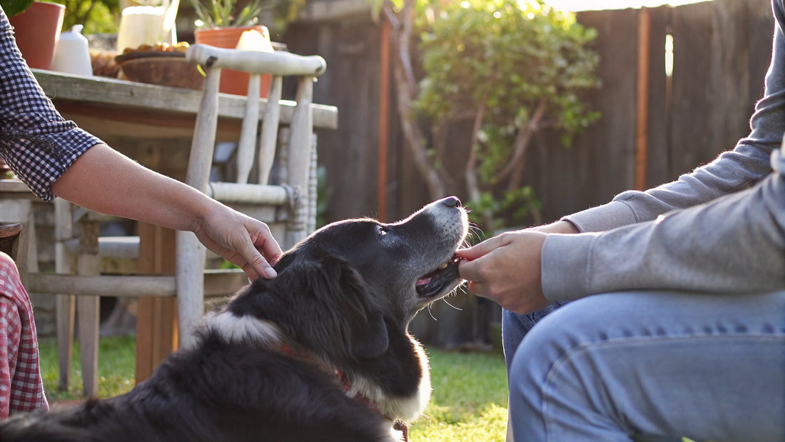 Unlocking the Benefits of Boswellia for Dogs' Joint Health