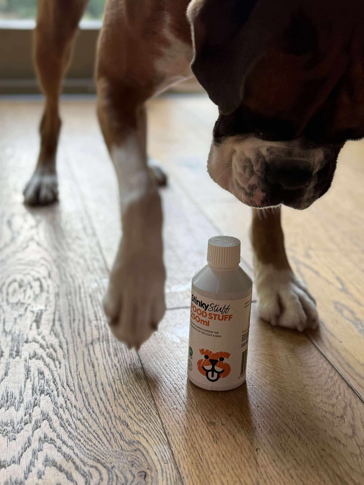 Dog sniffing a bottle of 'Bones & Stuff' on a wooden floor